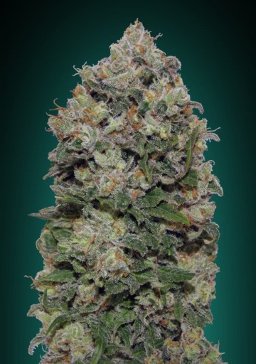 Northern Lights - 00 Seeds