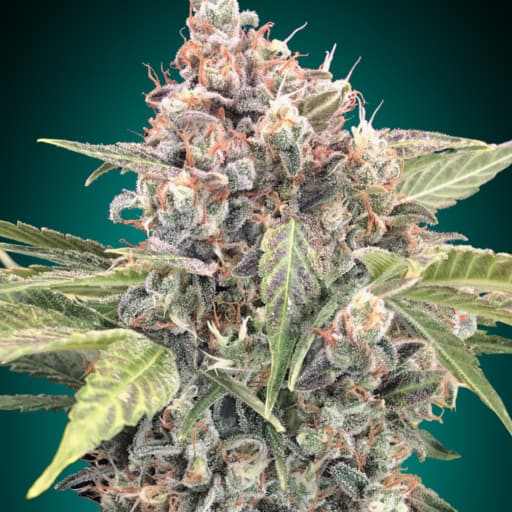 Northern Lights CBD - 00 Seeds