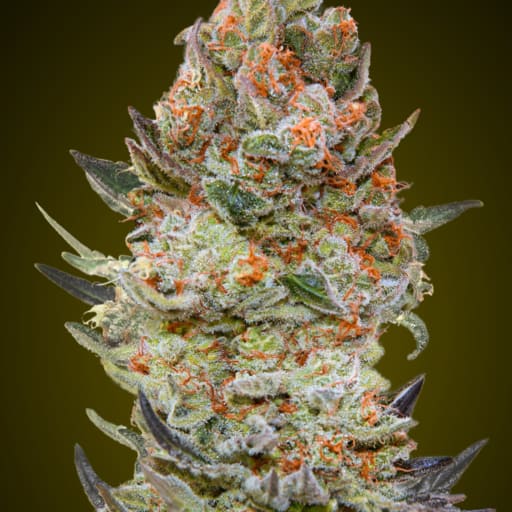 Sweet Critical CBD - 00 Seeds