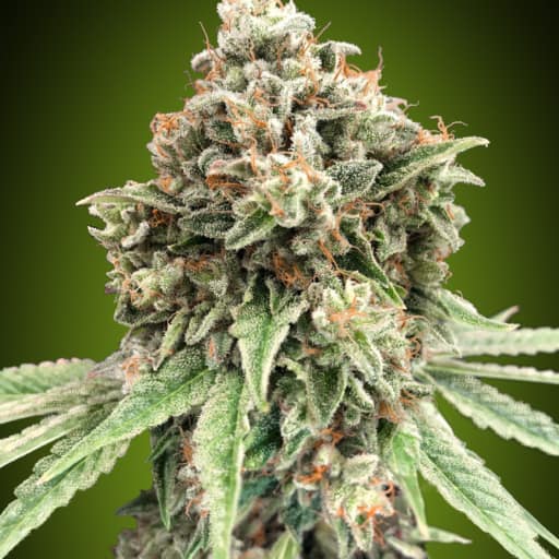 Sweet Critical Fast - 00 Seeds