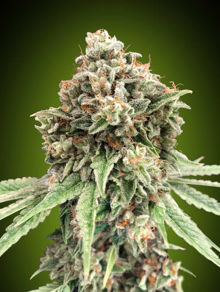 Sweet Critical Fast - 00 Seeds