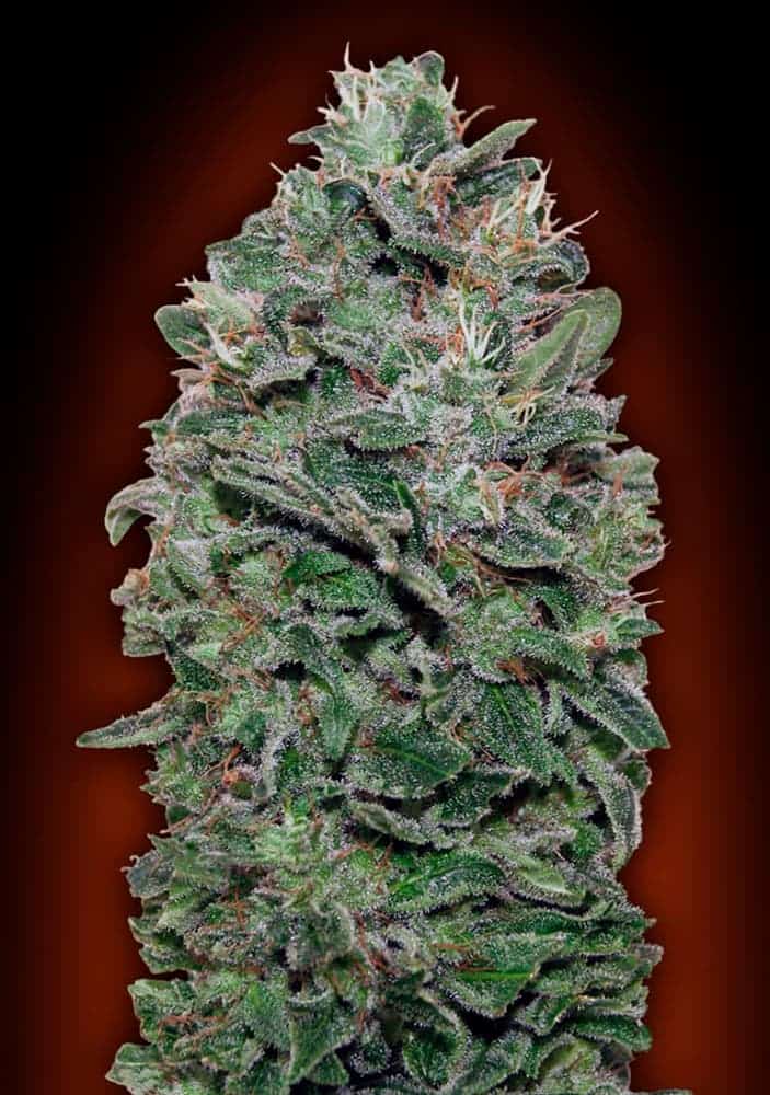 Sweet Soma - 00 Seeds