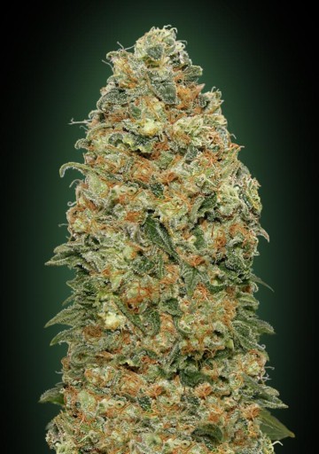 White Widow - 00 Seeds