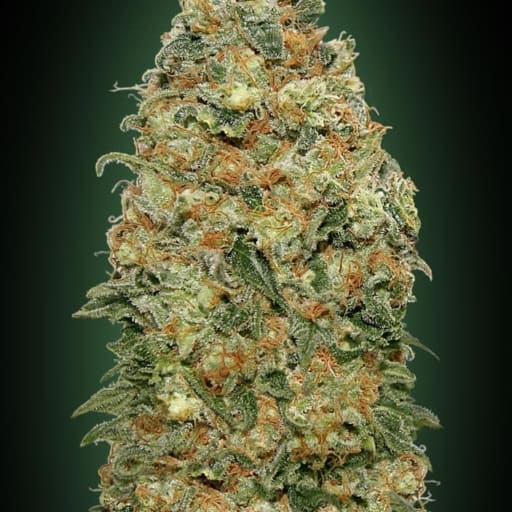 White Widow - 00 Seeds