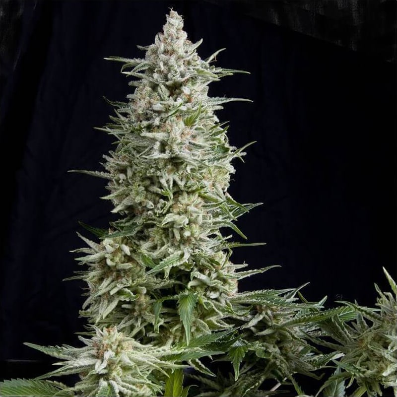 Amnesia Gold Seeds - Pyramid Seeds