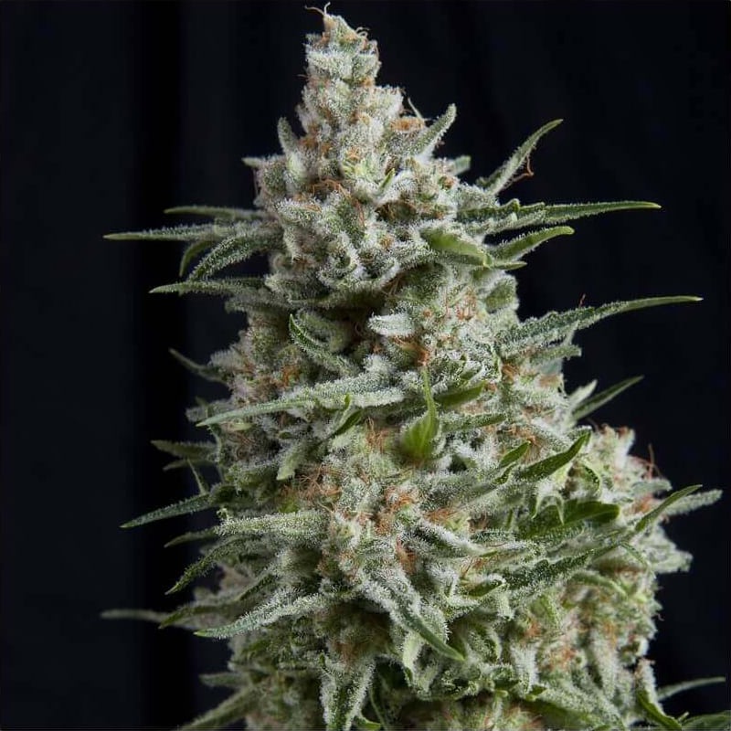 Anesthesia Seeds - Pyramid Seeds