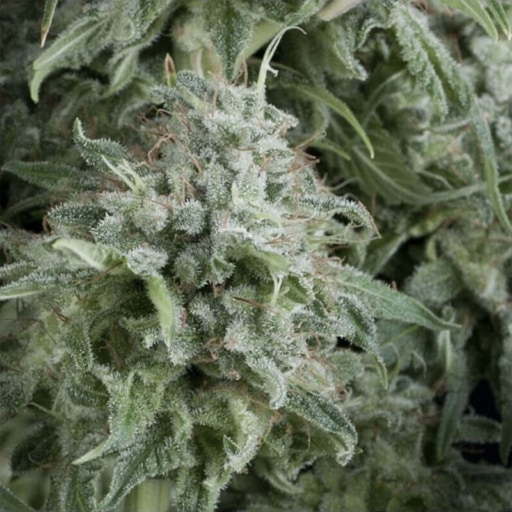 Auto Anubis Seeds - Pyramid Seeds