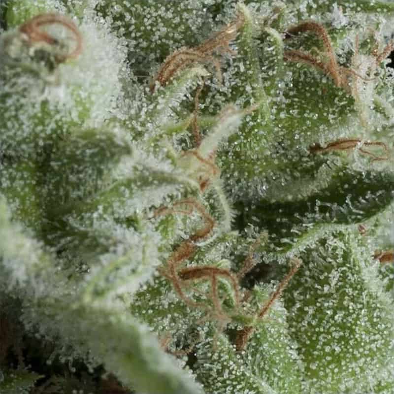 Auto Kryptonite Seeds - Pyramid Seeds