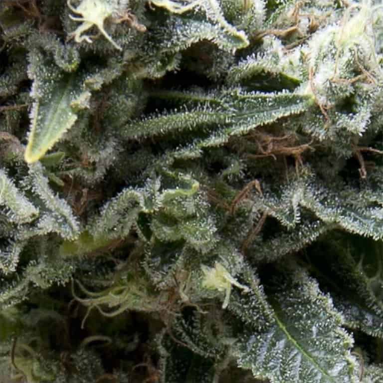 Auto New York City Seeds - Pyramid Seeds