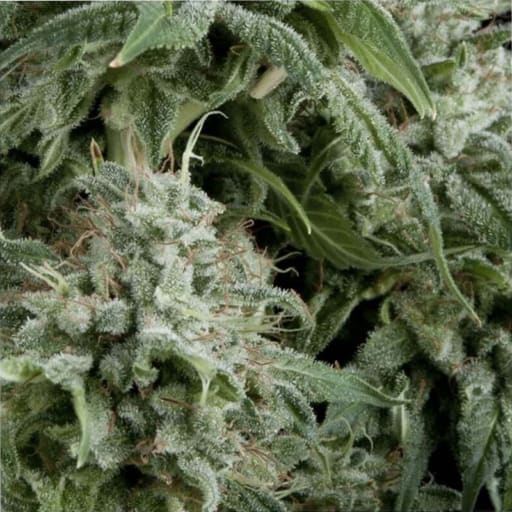 Auto Northern Lights CBD Seeds - Pyramid Seeds