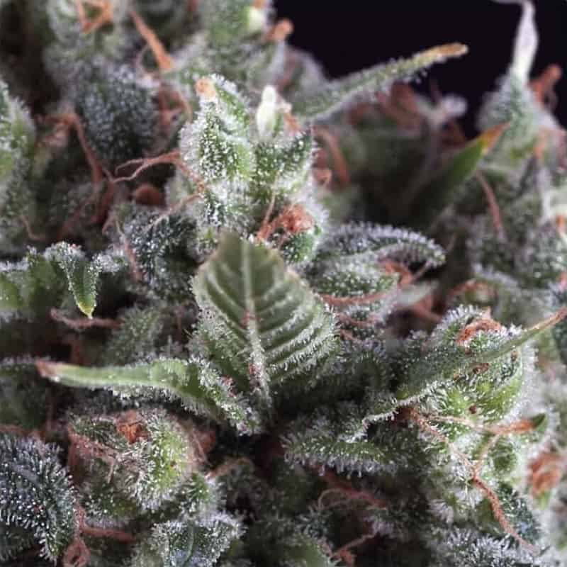 Auto Olympia Seeds - Pyramid Seeds
