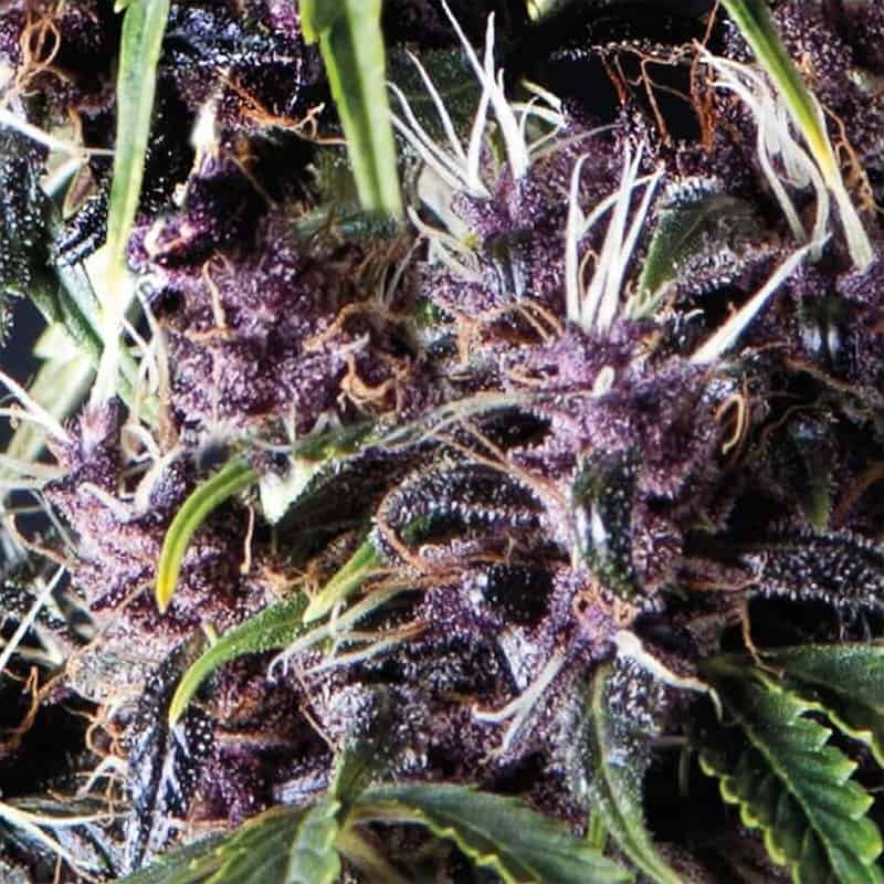 Auto Purple Seeds - Pyramid Seeds
