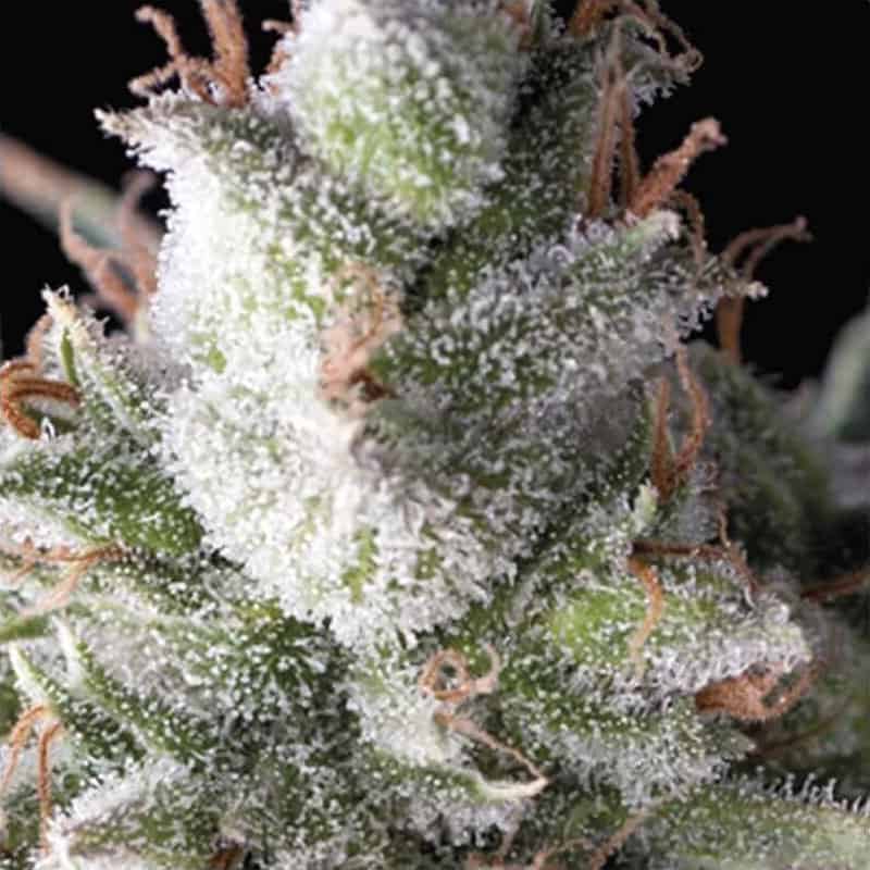 Auto Ramses Seeds - Pyramid Seeds