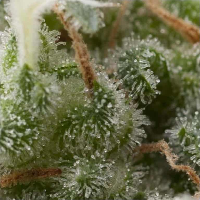 Auto Super Hash Seeds - Pyramid Seeds