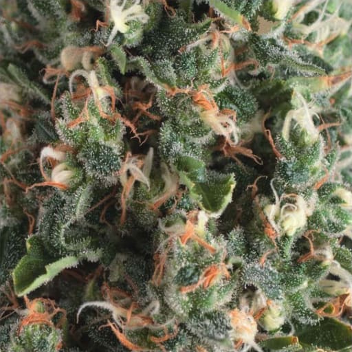 Auto Super OG Kush Seeds - Pyramid Seeds