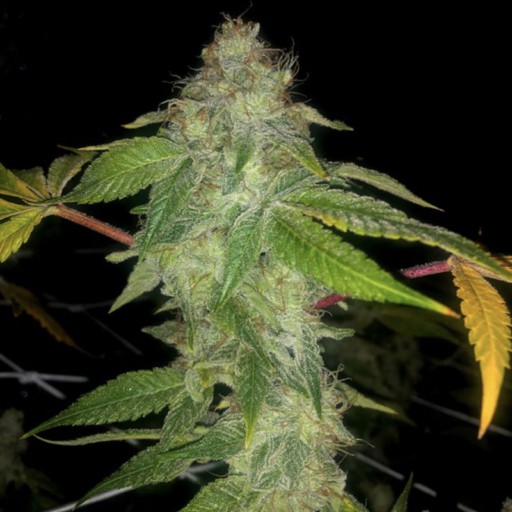 Auto Wedding Cake S1 Seeds - Pheno Finder Seeds