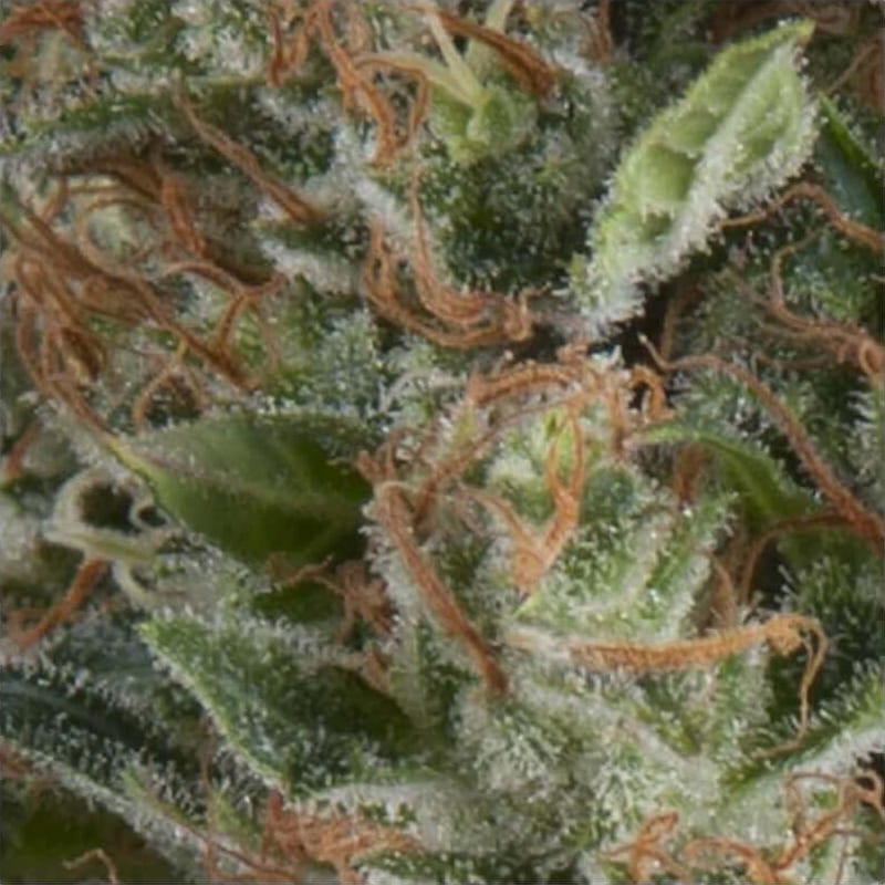 Auto Wembley Seeds - Pyramid Seeds