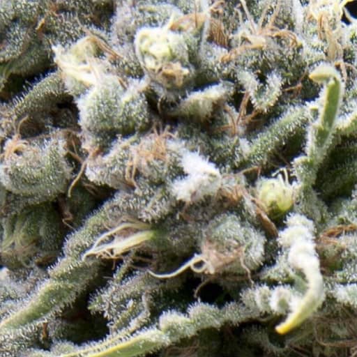Auto White Widow CBD Seeds - Pyramid Seeds