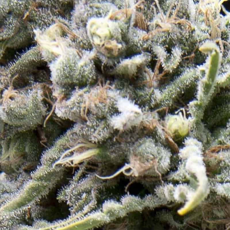 Auto White Widow CBD Seeds - Pyramid Seeds