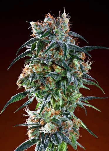 Bay 11 Seeds - Grand Daddy Genetics