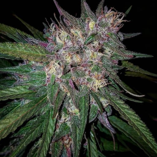 Bay Berry Seeds - Grand Daddy Genetics