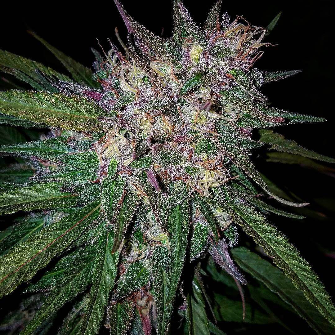 Bay Berry Seeds - Grand Daddy Genetics