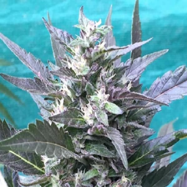 Bay Lotus Seeds - Grand Daddy Genetics