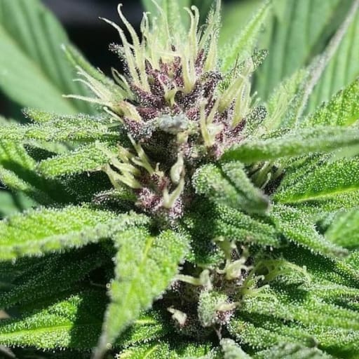 Bay Thunderbolt Seeds - Grand Daddy Genetics