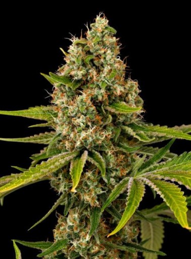 Black Cherry OG Seeds - Grand Daddy Genetics