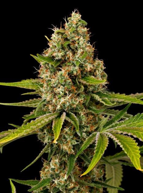 Black Cherry OG Seeds - Grand Daddy Genetics