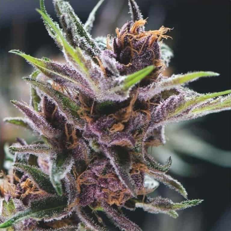 Black Cherry Punch Seeds - Pyramid Seeds