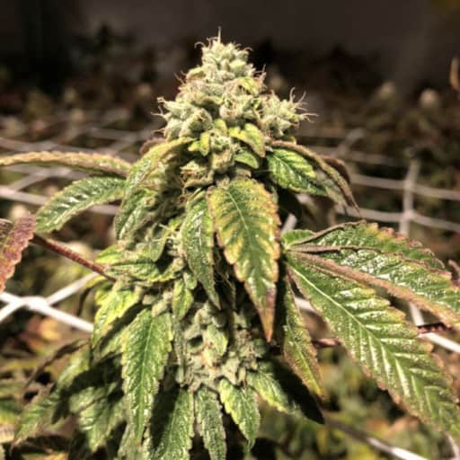 Blue Sherbalato Seeds - Pheno Finder Seeds