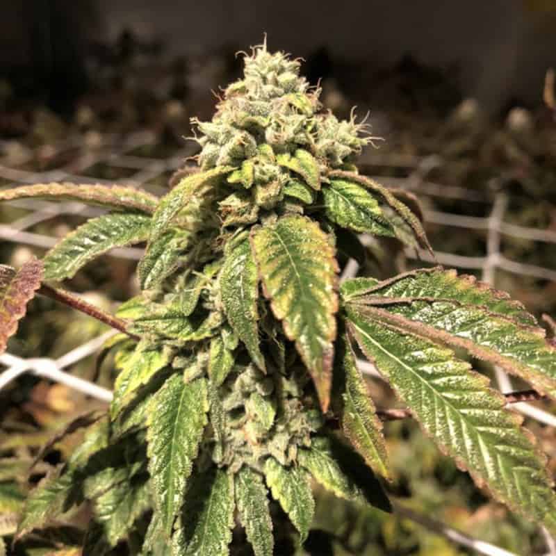 Blue Sherbalato Seeds - Pheno Finder Seeds