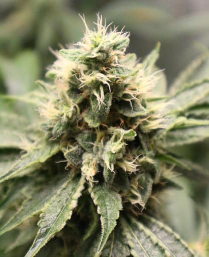 Chemhead OG Seeds - Pheno Finder Seeds