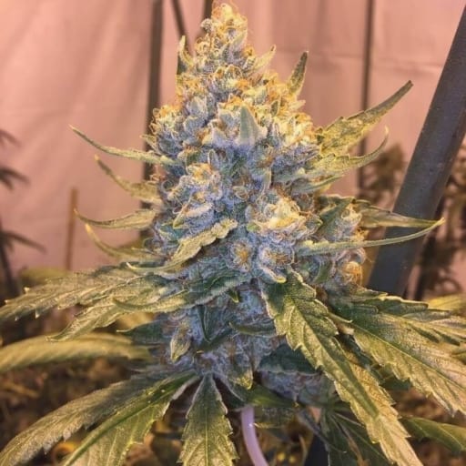 Cocoa OG Seeds - Grand Daddy Genetics