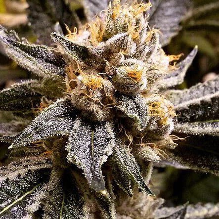 Confidential Purp Seeds - Grand Daddy Genetics