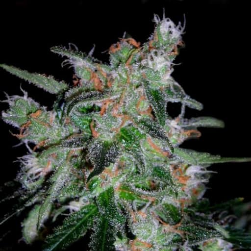 60 Day Lemon Autoflower Cannabis Seeds - DNA Genetics