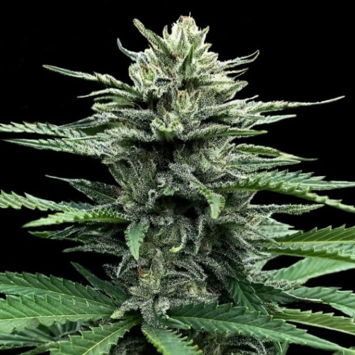 Auto Strawberry Banana Cannabis Seeds - DNA Genetics