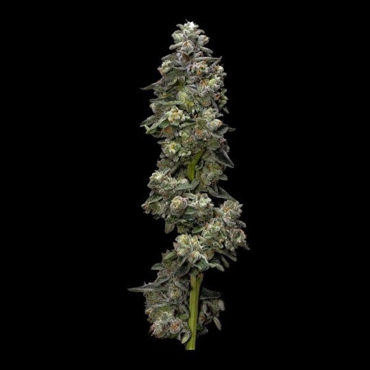 Bakers Delight Cannabis Seeds - DNA Genetics