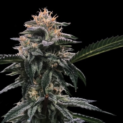 Banana Sorbet Cannabis Seeds - DNA Genetics