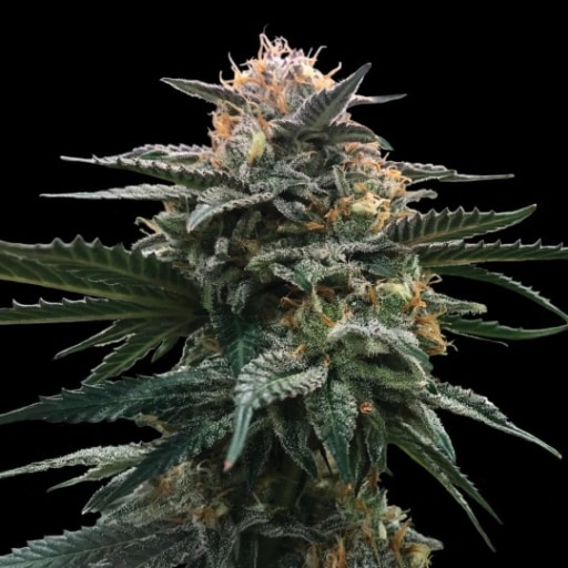 Blood Orange Sorbet Cannabis Seeds - DNA Genetics