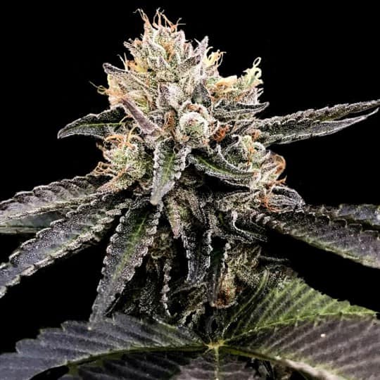 Cataract Cake Cannabis Seeds - DNA Genetics