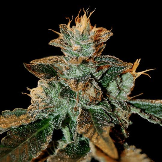 Cataract Kush Cannabis Seeds - DNA Genetics