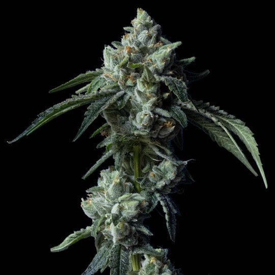 Challah Bread Cannabis Seeds - DNA Genetics