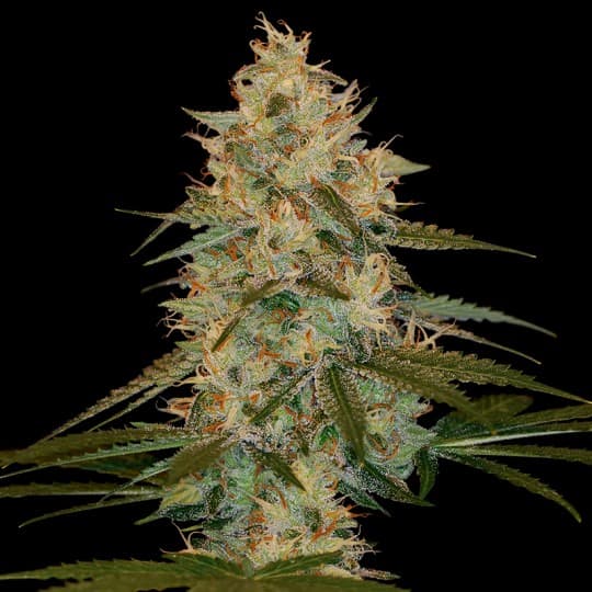 Chocolope Kush Cannabis Seeds - DNA Genetics
