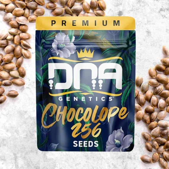 Chocolope Cannabis Seeds - DNA Genetics