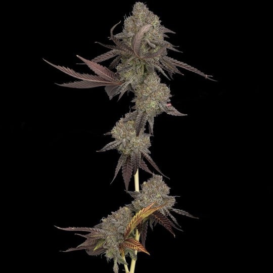 Auto DNA Cake Cannabis Seeds - DNA Genetics