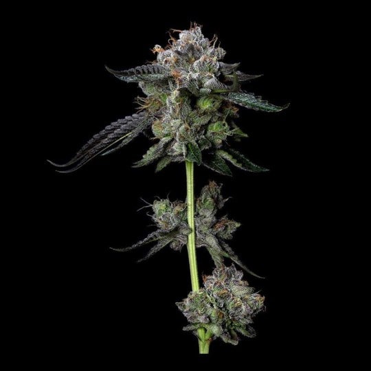 Four Prophets Cannabis Seeds - DNA Genetics
