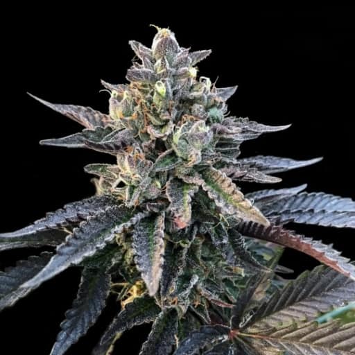 Gelato Sorbet Cannabis Seeds - DNA Genetics