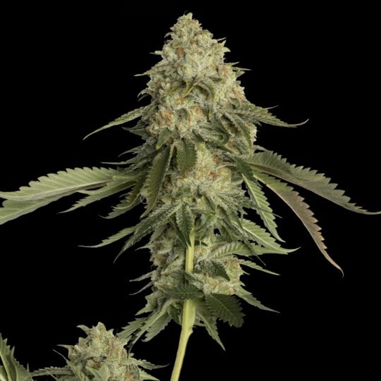 Golden Berry Cannabis Seeds - DNA Genetics